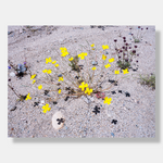 Load image into Gallery viewer, Yellow Flowers, Joshua Tree
