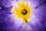 Load image into Gallery viewer, Amor Perfeito (Pansy)
